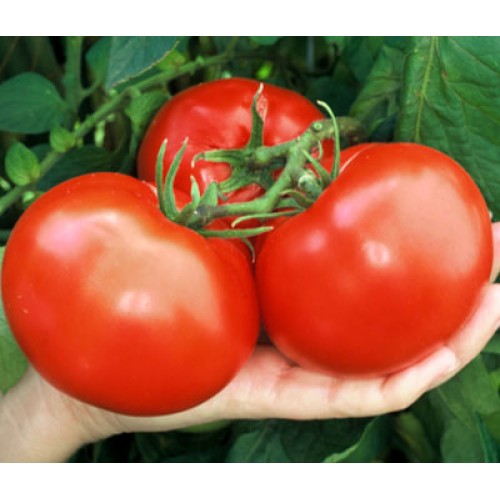 Tomato Thessaloniki