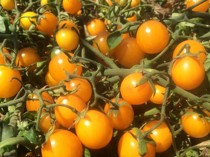 Tomato cherry gold nugget