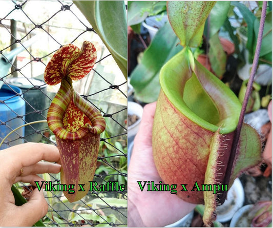 Nepenthes Viking Rafflesiana x Viking Ampullaria