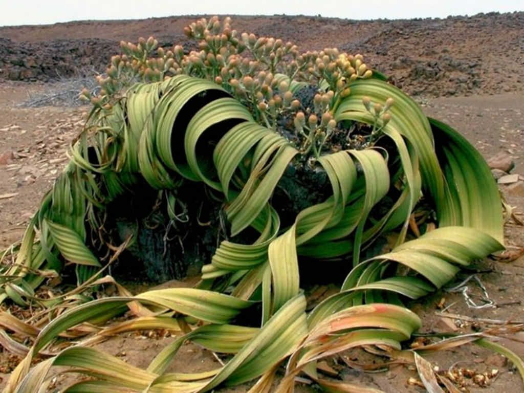 Welwitschia Mirabilis