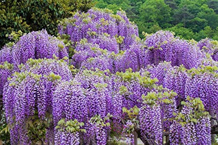 Wisteria sinensis