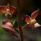 Eulophia clitellifera