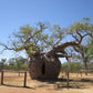 Adassinia Gregorii- Australian Baobab