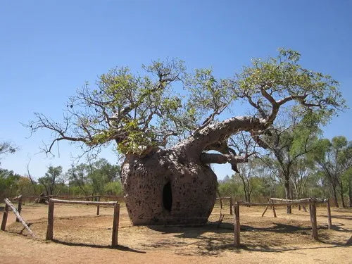 Adassinia Gregorii- Australian Baobab