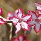 Adenium multiflorum