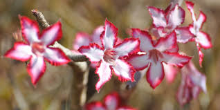 Adenium multiflorum