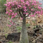 Adenium multiflorum