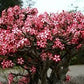 Adenium multiflorum