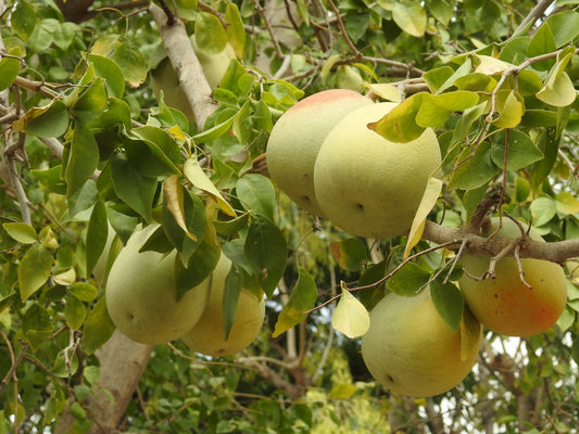 Aeble marmelos