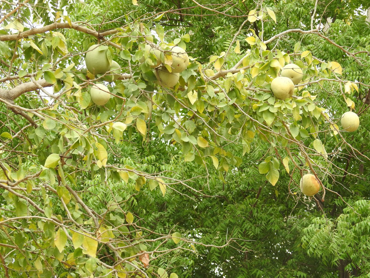 Aeble marmelos