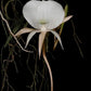 Angraecum Pseudofilcorna