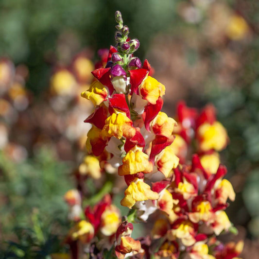 Antirrhinum Mango Twist