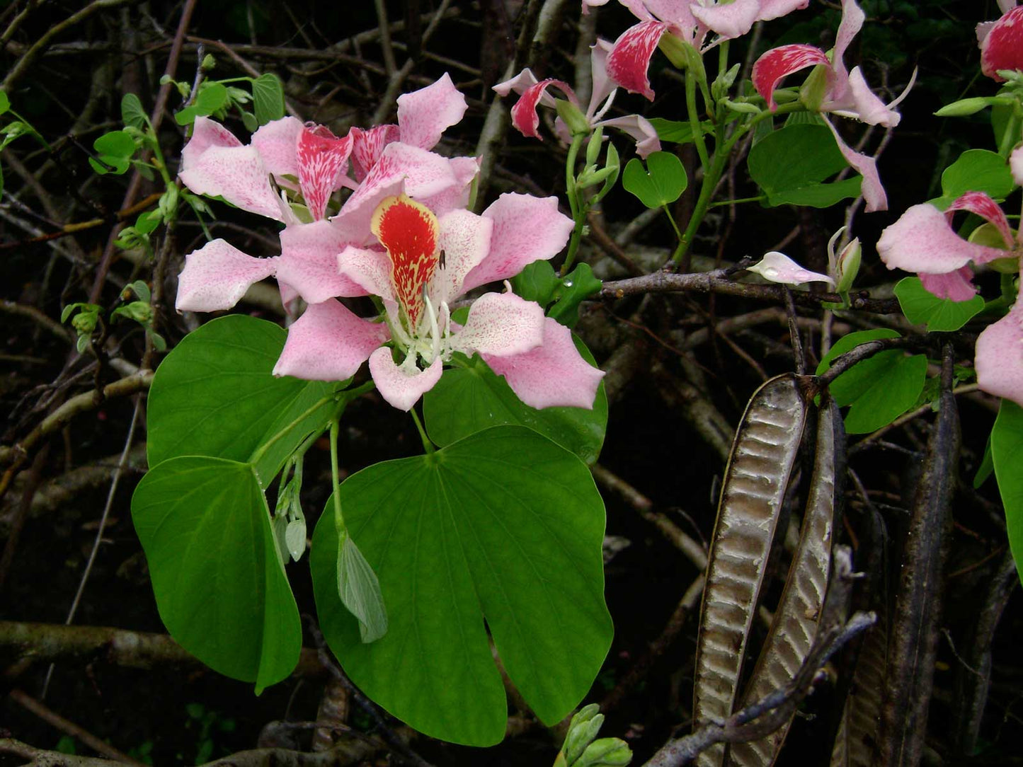 Bauhinia monandra (Pink Orchid Tree or Butterfly Flower)