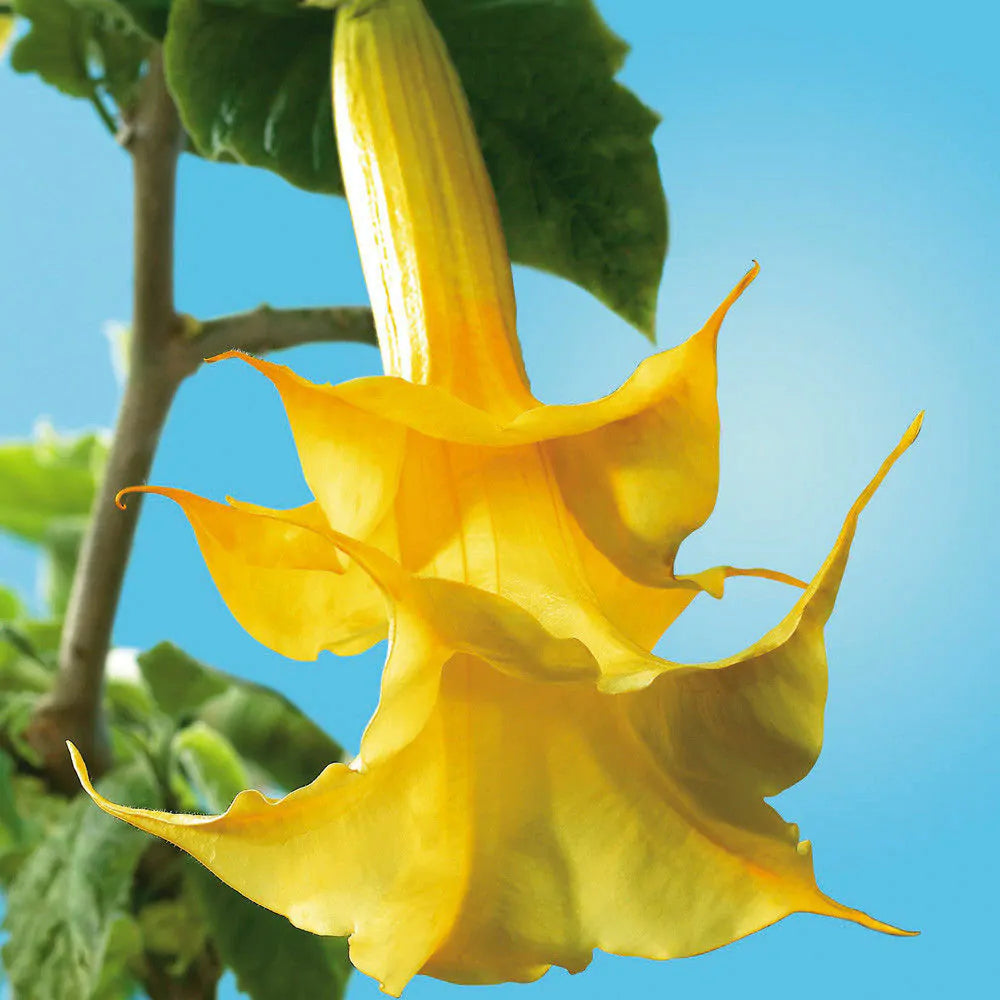 Brugmansia Sanguinea yellow