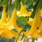 Brugmansia suaveolens Yellow