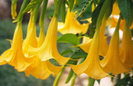 Brugmansia suaveolens Yellow