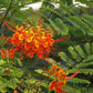 Caesalpinia pulcherrima