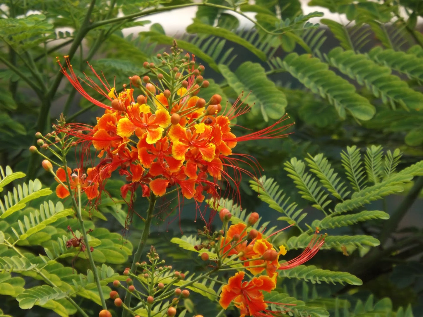 Caesalpinia pulcherrima