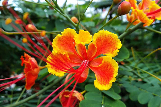 Caesalpinia pulcherrima