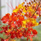 Caesalpinia pulcherrima