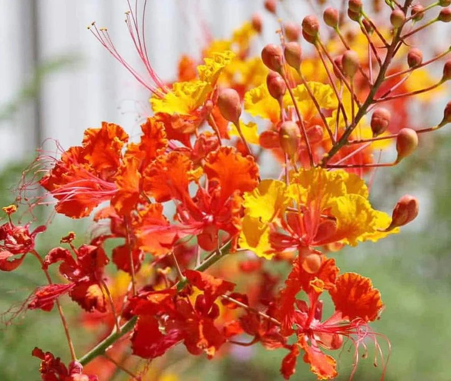 Caesalpinia pulcherrima