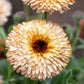 Calendula Buff Pygmy