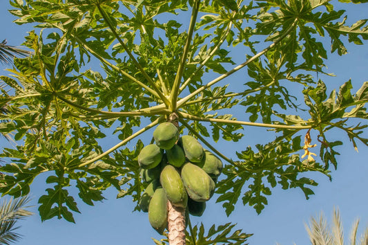 Carica papaya