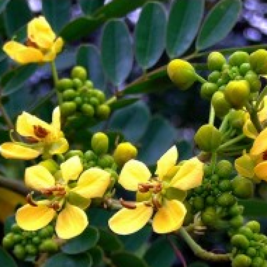 Cassia siamea