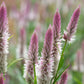 Celosia Spicata Xantippe