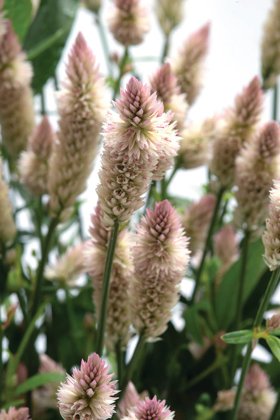 Celosia Spicata Xantippe