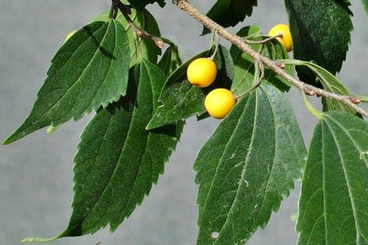 Celtis africana