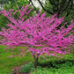 Cercis canadensis