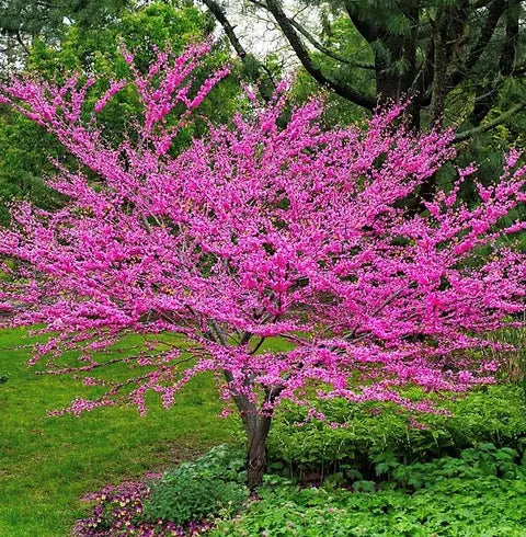 Cercis canadensis