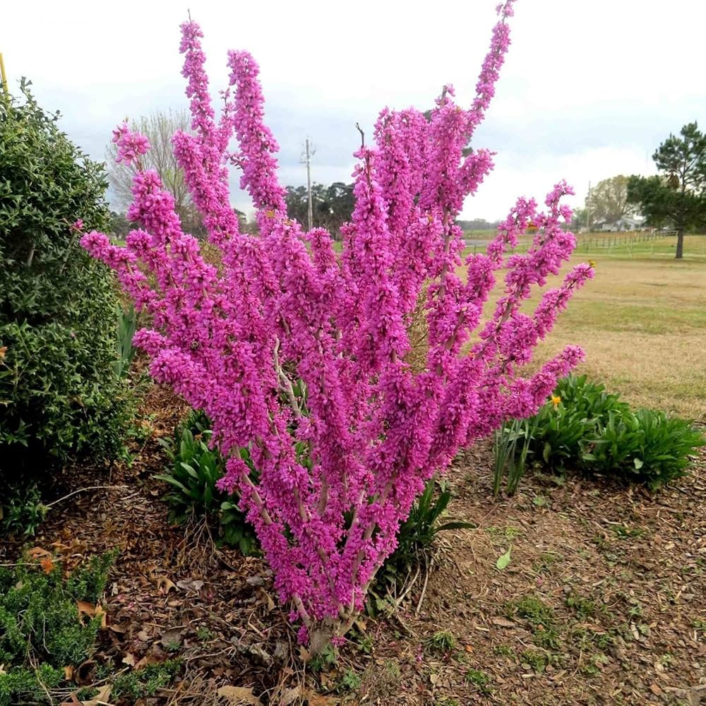 Cercis chinensis