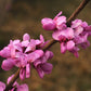 Cercis chinensis