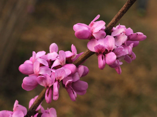 Cercis chinensis