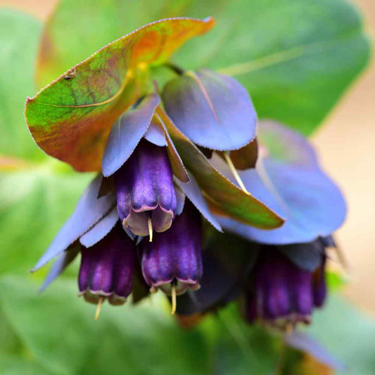 Cerinthe ( Major Purpurascens )