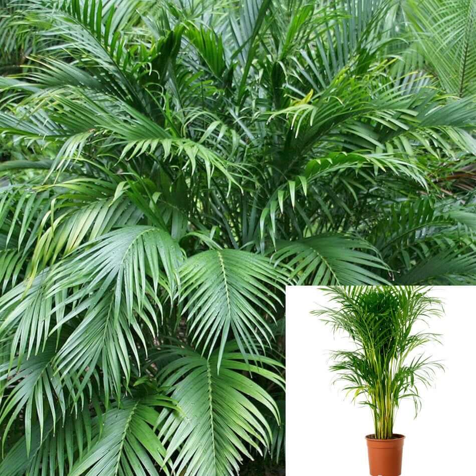Chamaedorea seifrizi (Seifriz's Bamboo Palm)