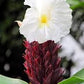 Cheilocostus speciosus