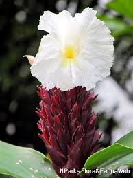 Cheilocostus speciosus