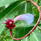 Cheilocostus speciosus