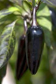 Chili Black Hungarian