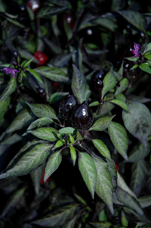 Chili Black Olive