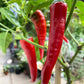 Chili Pepper Cyklon