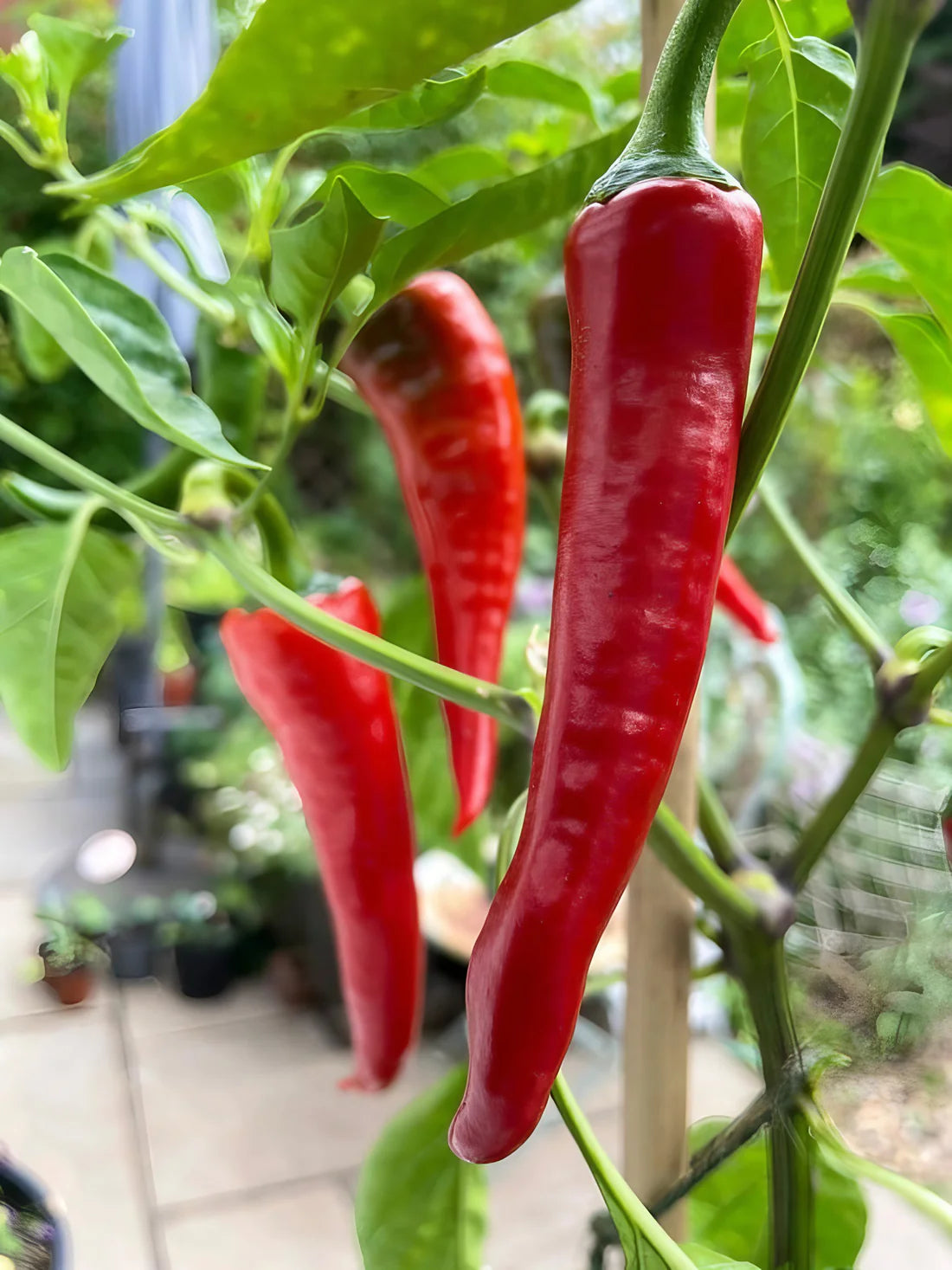 Chili Pepper Cyklon