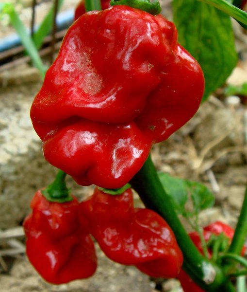 Chili Habanero Gambia