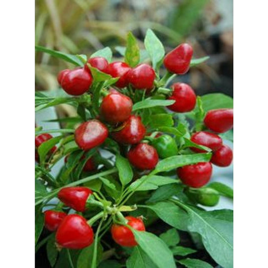 Chili Hungarian Cherry