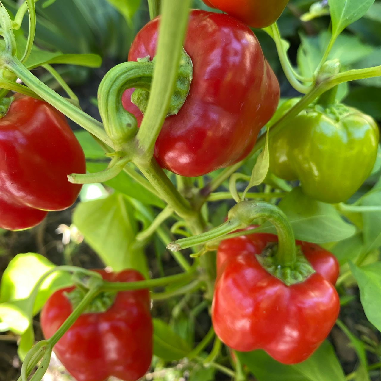 Chili Miniature Red Bell Sweet Pepper