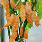 Chili Peach Bhut Jolokia