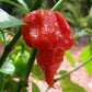 Chili Trinidad Butch T scorpion